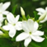 香味_茉莉